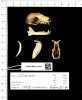 1200px-Naturalis_Biodiversity_Center_-_RMNH.MAM.16349.a_lat_-_Rousettus_aegyptiacus_-_skull.jpeg.jpg