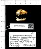 Naturalis_Biodiversity_Center_-_ZMA.MAM.18039.a_lat_-_Scotonycteris_zenkeri_-_skull.jpeg